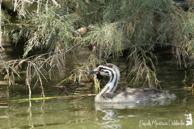 Great Crested Grebejuvenile