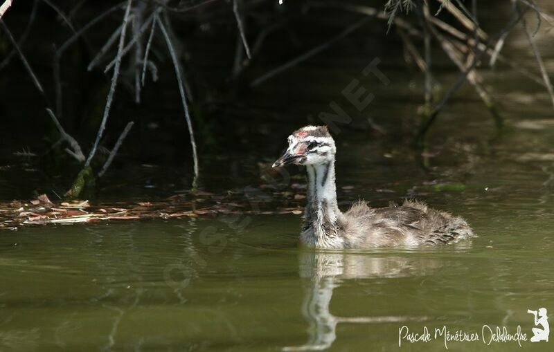 Great Crested Grebejuvenile