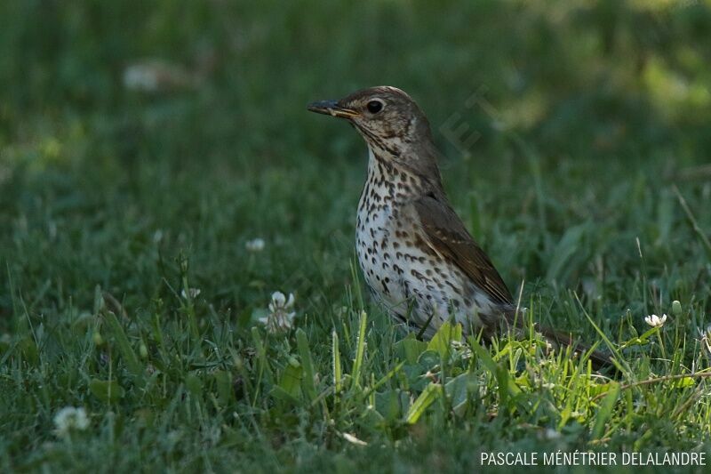 Mistle Thrush