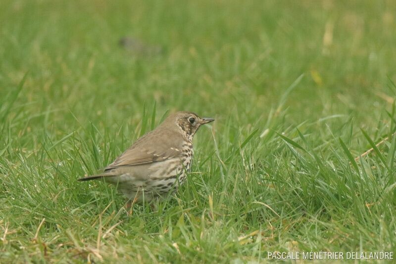 Song Thrush