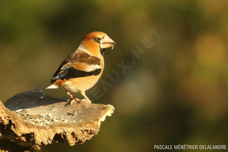 Hawfinch male adult