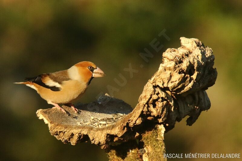 Hawfinch male