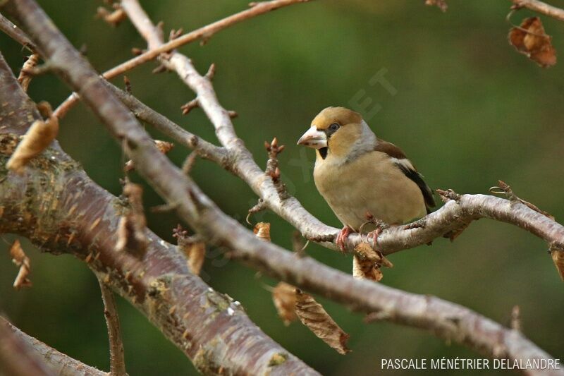 Hawfinch