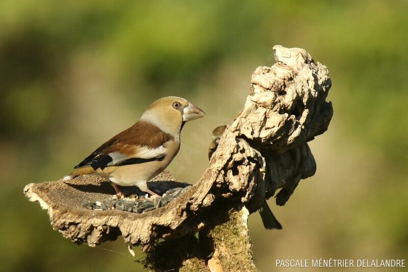 Hawfinch female