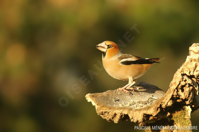 Hawfinch male