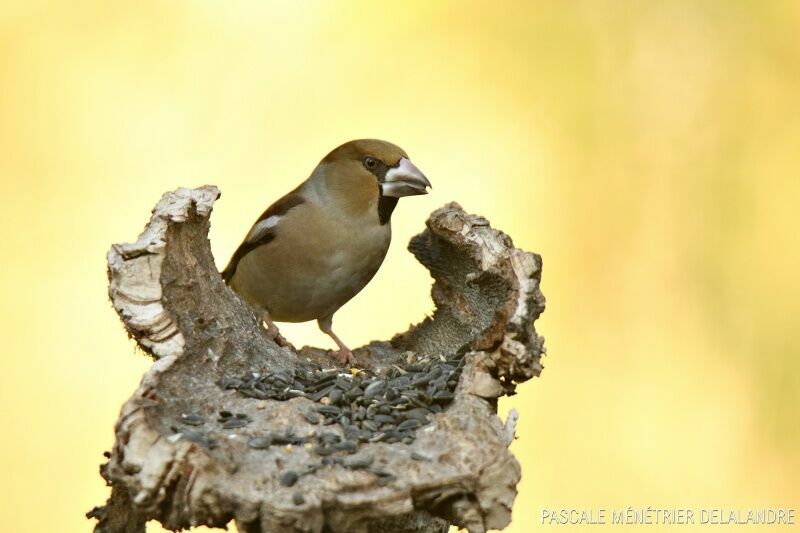 Hawfinch female