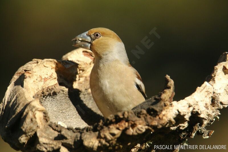 Hawfinch female adult