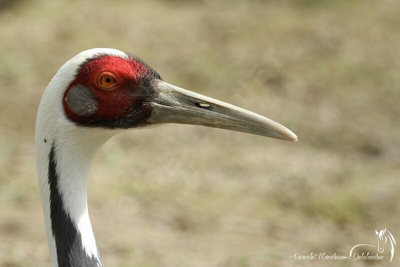 White-naped Crane