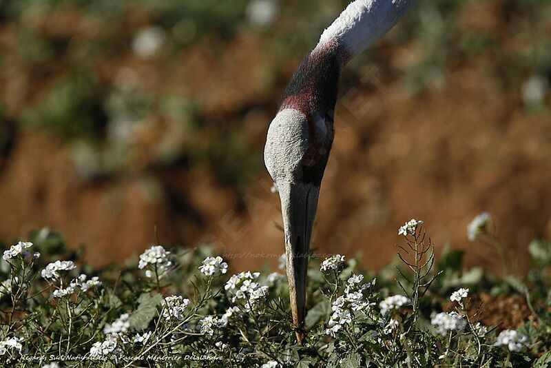 Sarus Crane