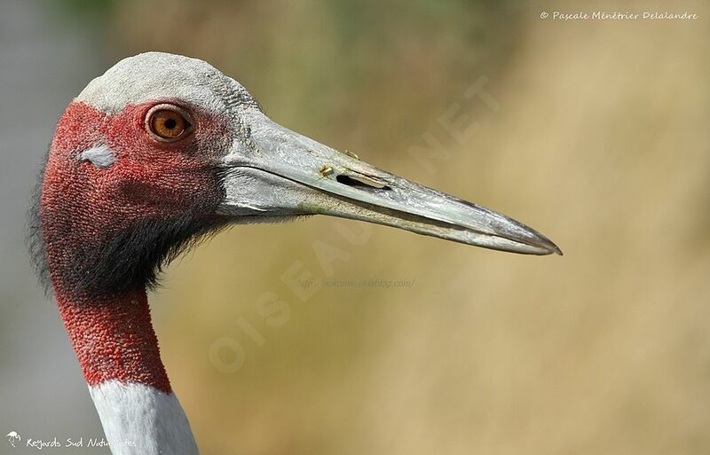 Sarus Crane