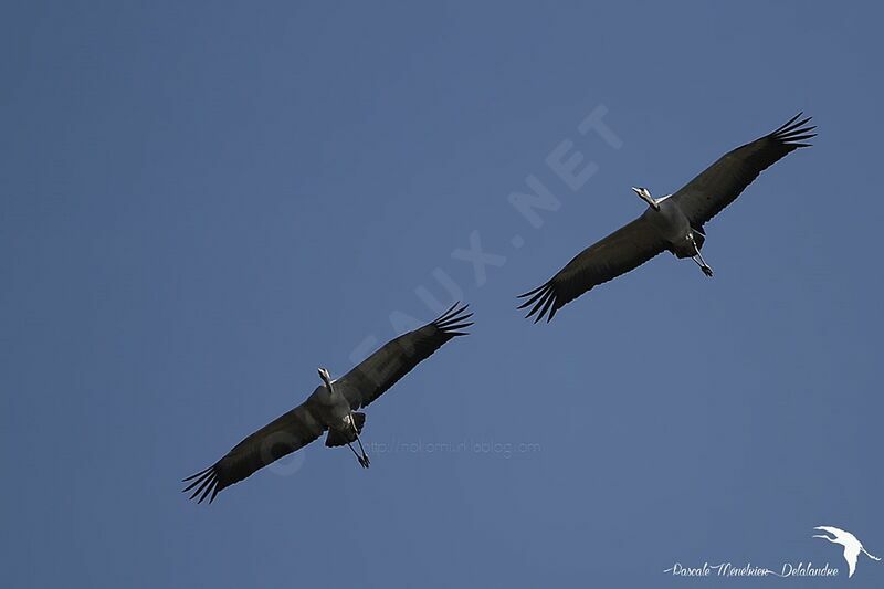 Common Crane