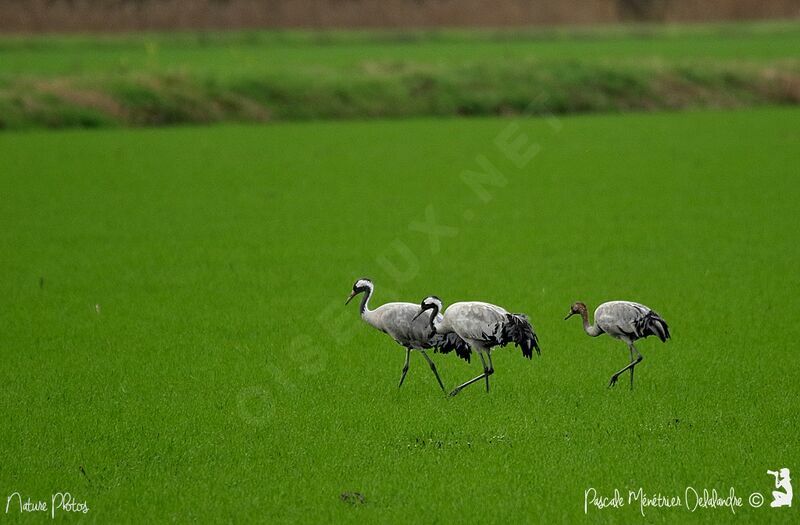 Common Crane