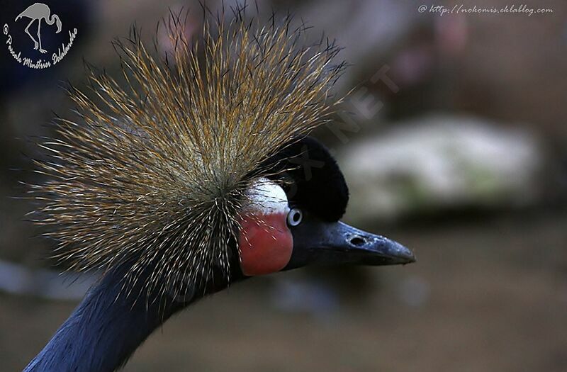 Black Crowned Crane