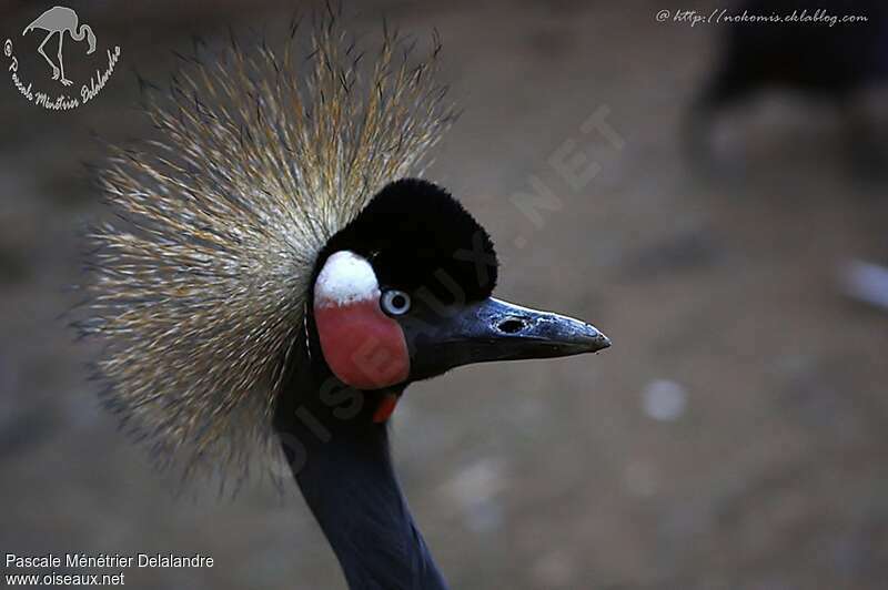 Black Crowned Craneadult