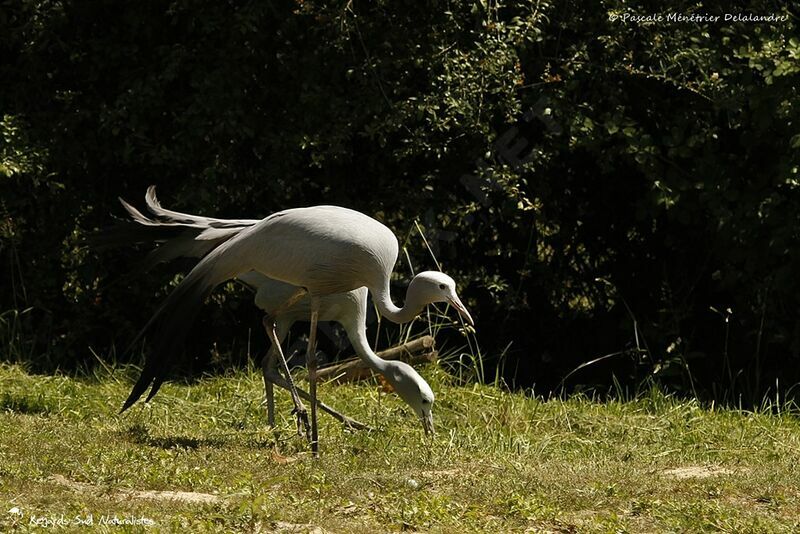 Blue Crane