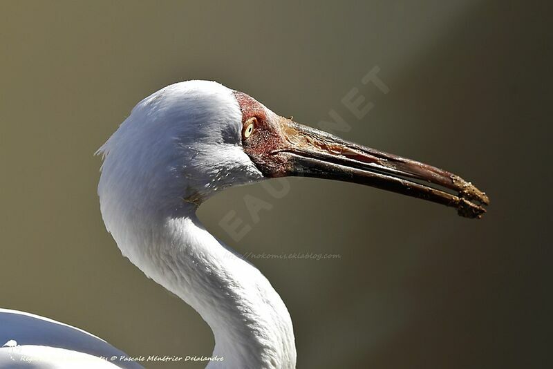 Siberian Crane