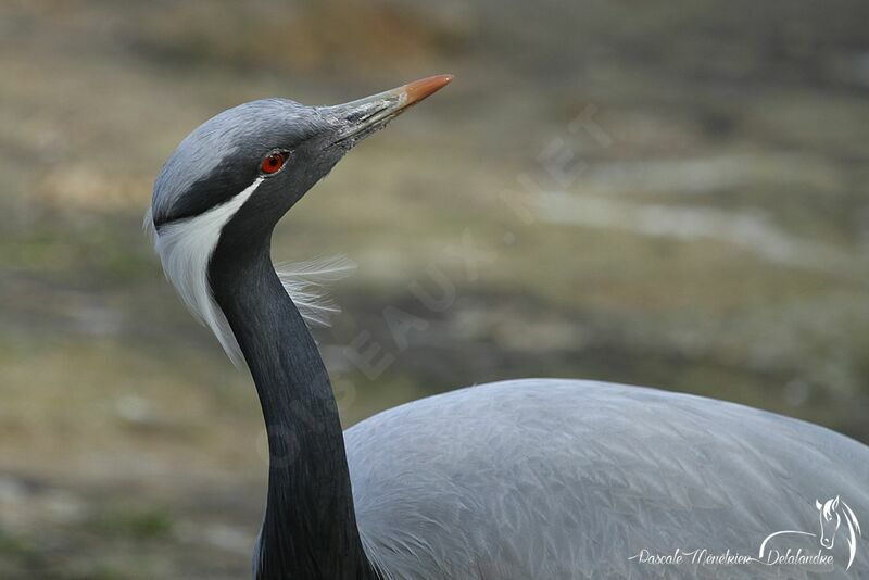 Demoiselle Crane