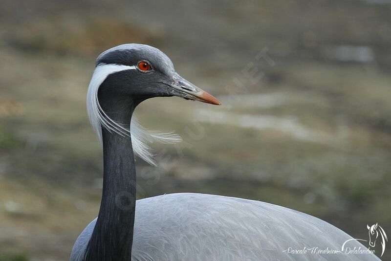 Demoiselle Crane