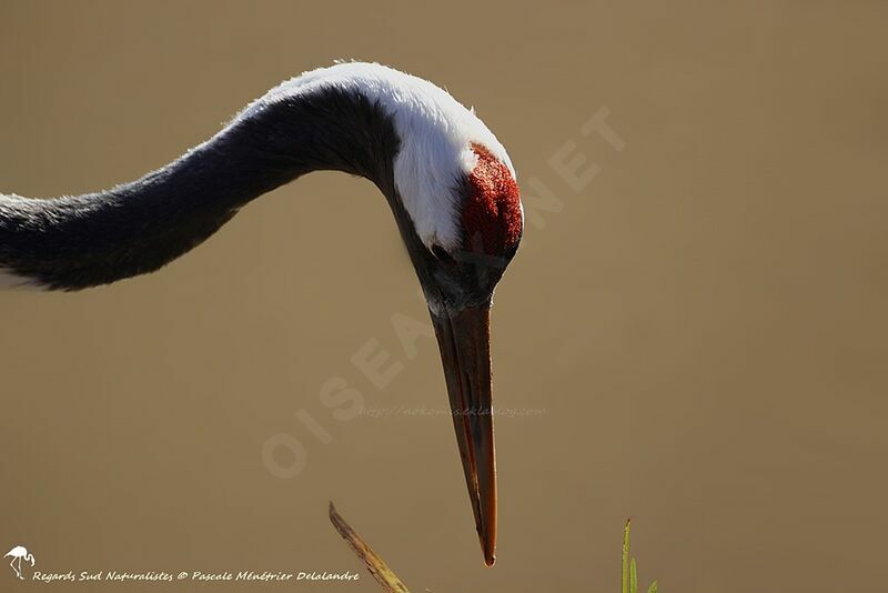 Red-crowned Crane