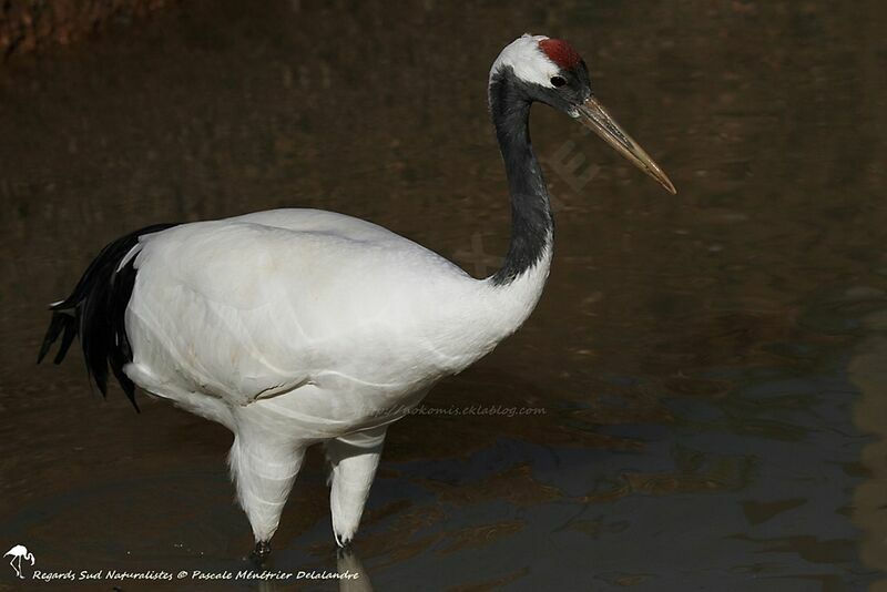 Red-crowned Crane