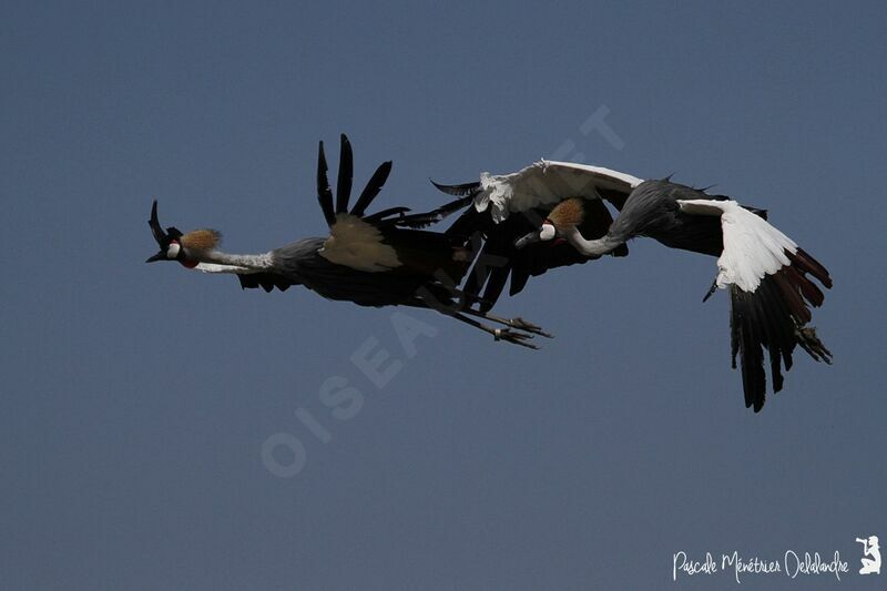 Grey Crowned Crane