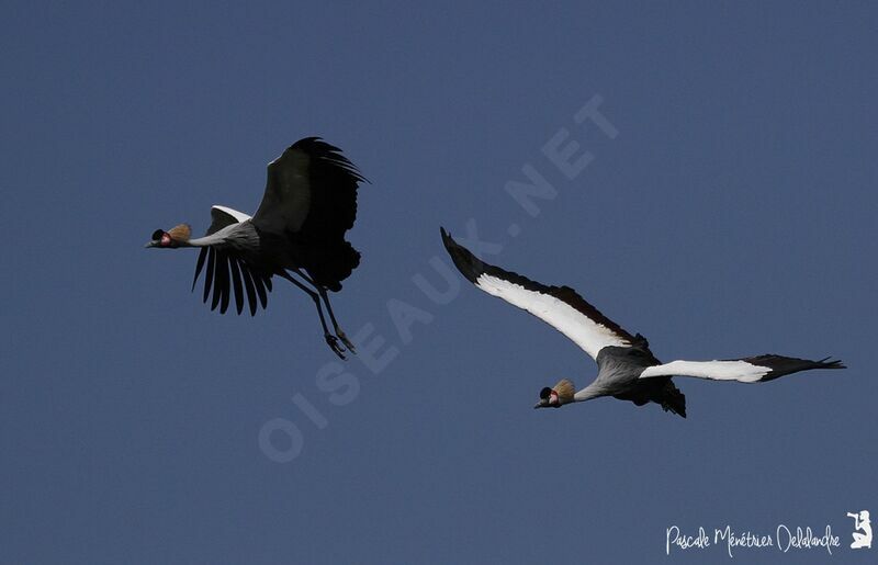 Grey Crowned Crane