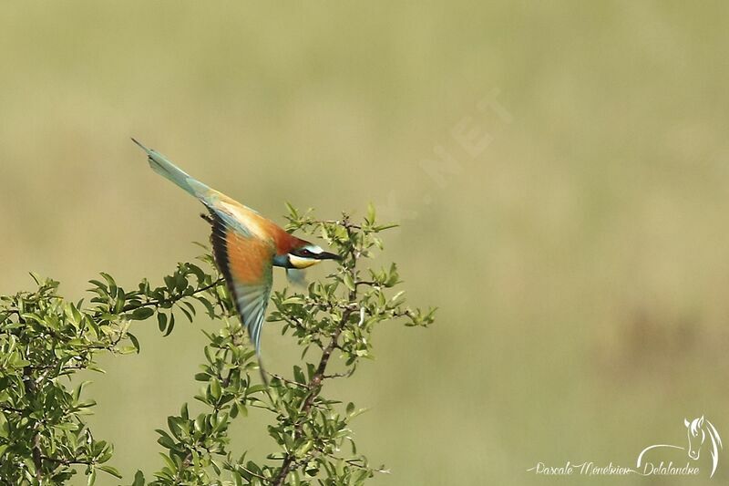 European Bee-eater