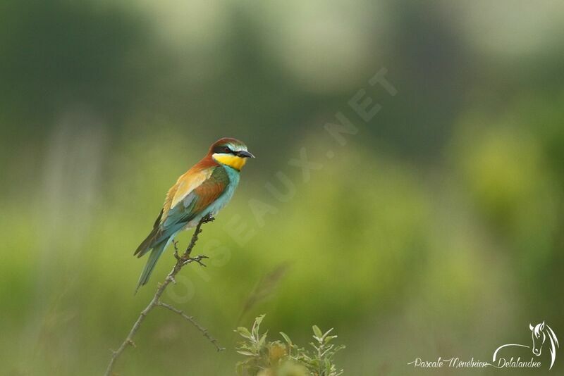 European Bee-eater