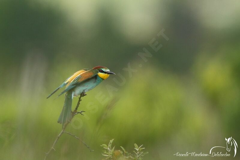 European Bee-eater