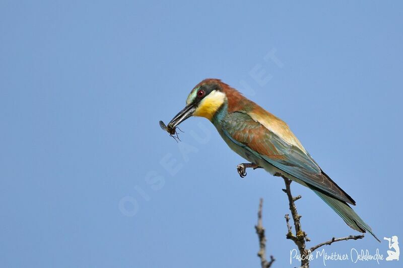 European Bee-eater