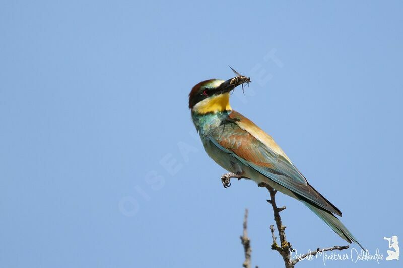 European Bee-eater