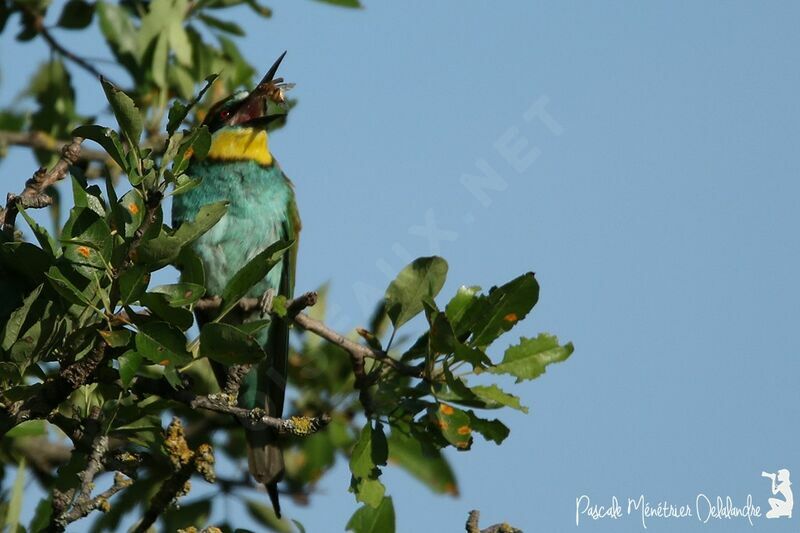 European Bee-eater