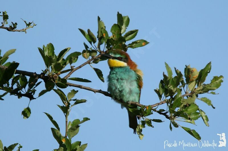 European Bee-eater