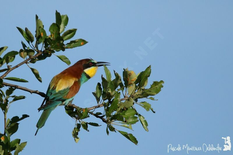 European Bee-eater