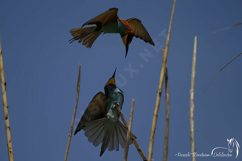 European Bee-eater