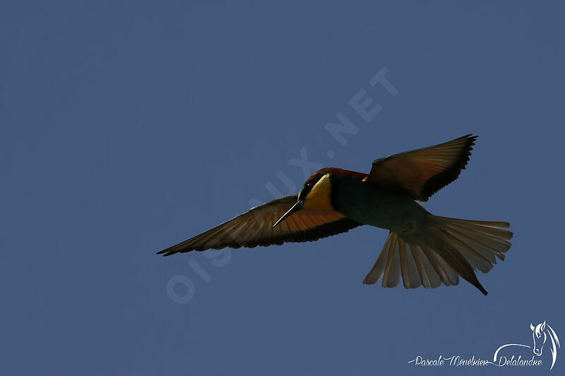 European Bee-eater