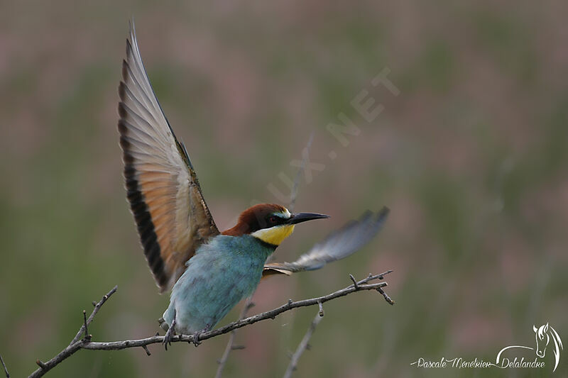 European Bee-eater