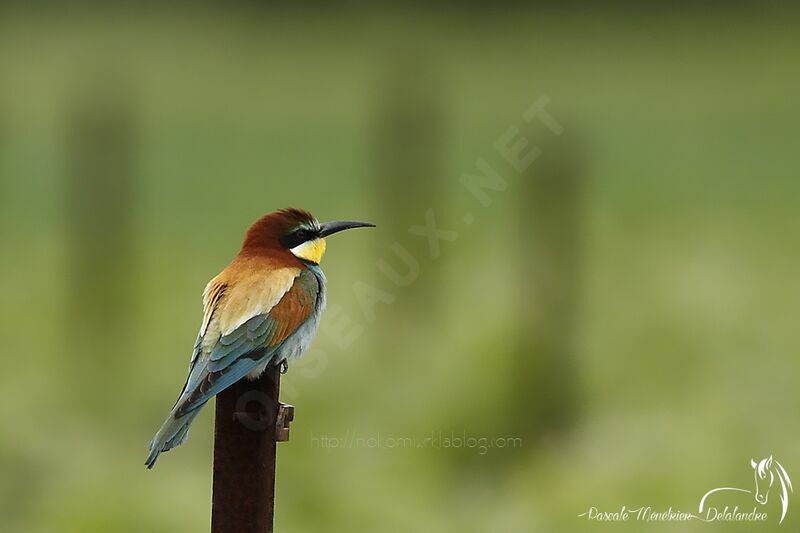 European Bee-eater