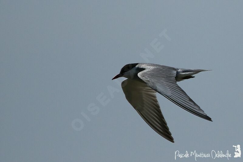 Whiskered Tern