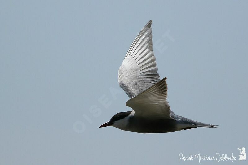 Whiskered Tern