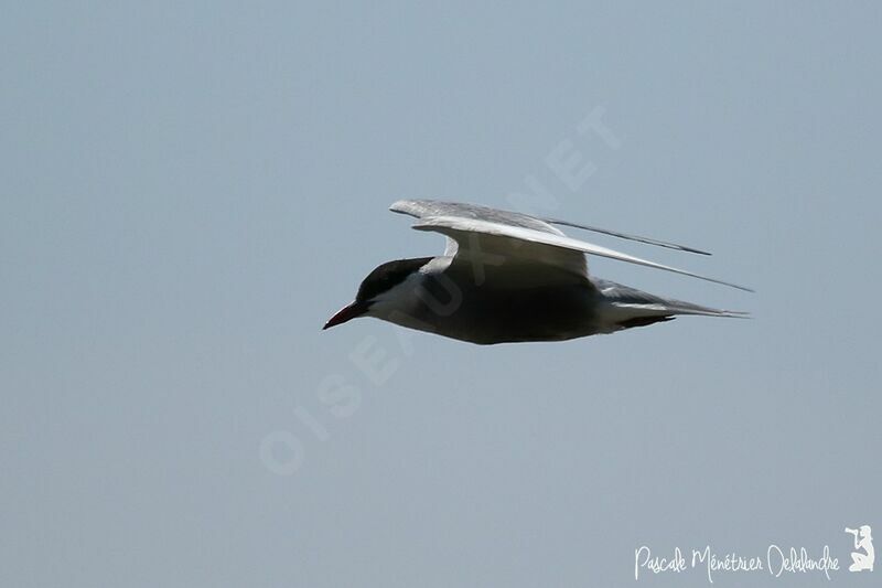 Whiskered Tern