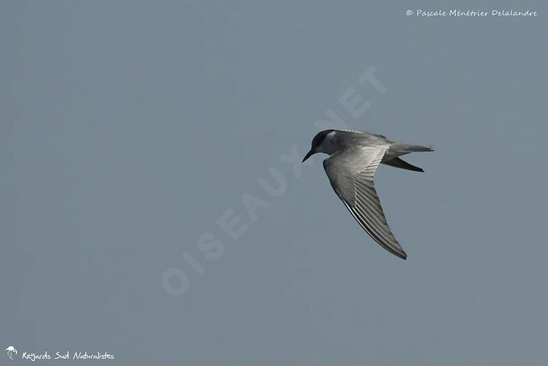 Whiskered Tern