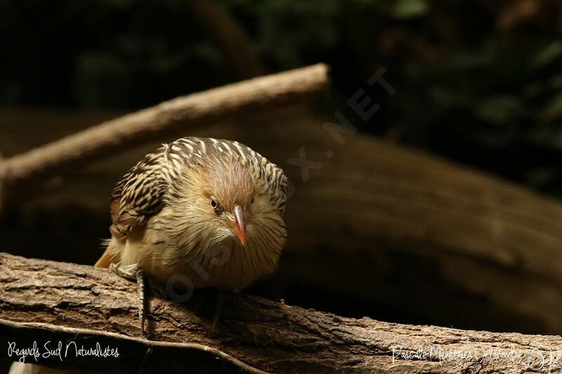 Guira Cuckoo