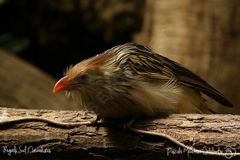 Guira Cuckoo