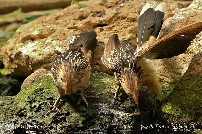 Guira Cuckoo