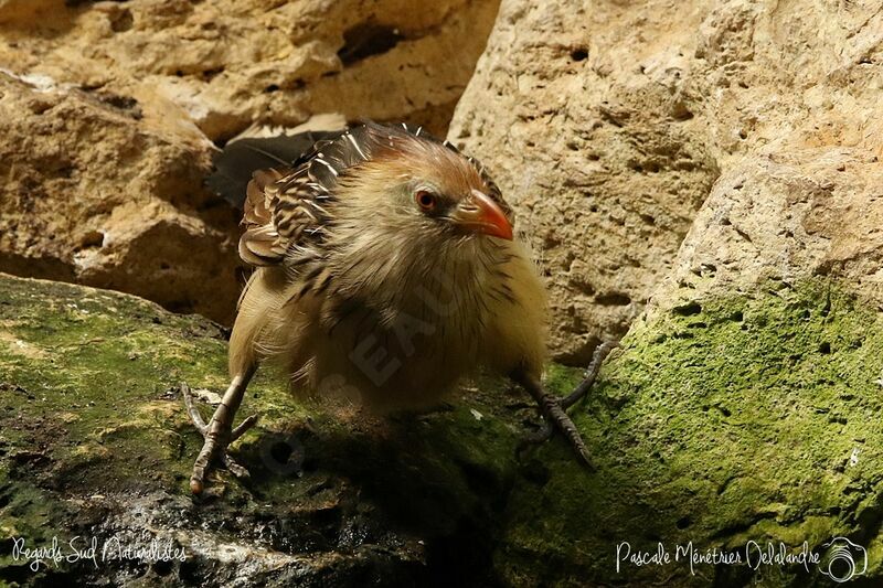 Guira Cuckoo