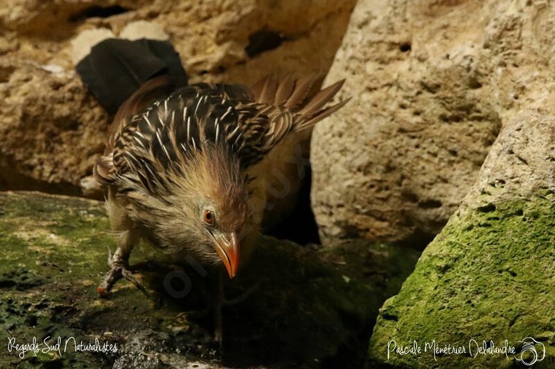 Guira Cuckoo