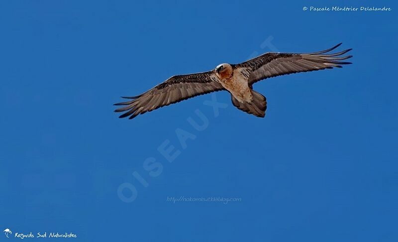 Bearded Vulture