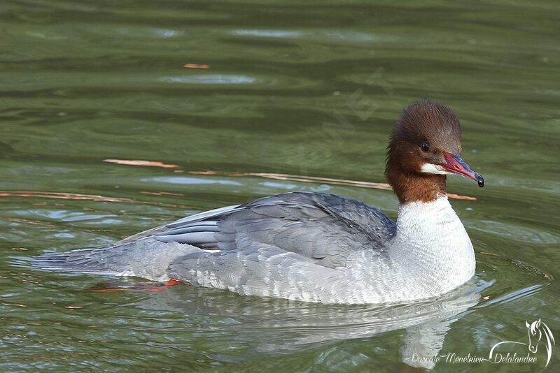 Common Merganser female