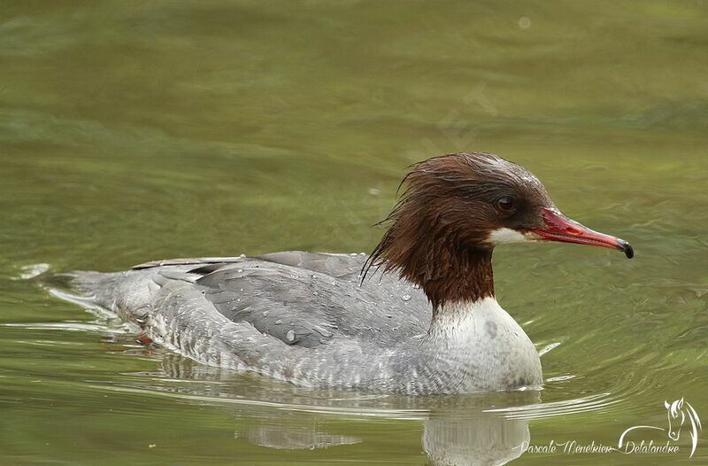 Common Merganser female